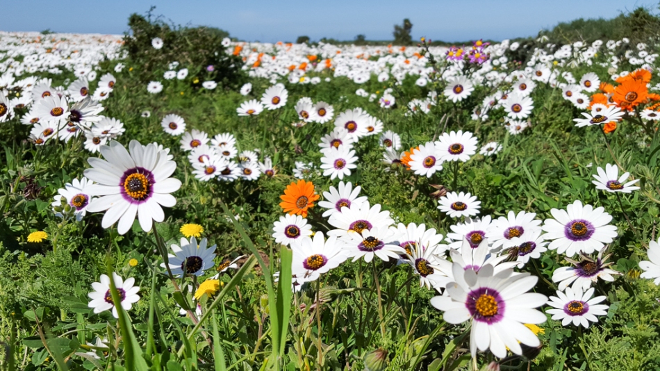 A field of flowers in the West Coast National Park during flower season